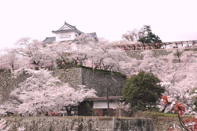 Jpcc 日本コスプレ委員会 津山城 鶴山公園 岡山県 4 5 日 さくらまつり Http T Co D1mg2rmnyt 桜を背景にお城で撮影 岡山県は長船刀剣が有名ですね Jpccイベント Http T Co 8ao8d70hqd Jpcc 日本コスプレ委員会 津山城 鶴山公園 岡山県 4 5 日 さくらまつり Http T Co D1mg2rmnyt 桜を背景にお城で撮影 岡山県は長船刀剣が有名ですね Jpccイベント Http T Co 8ao8d70hqd