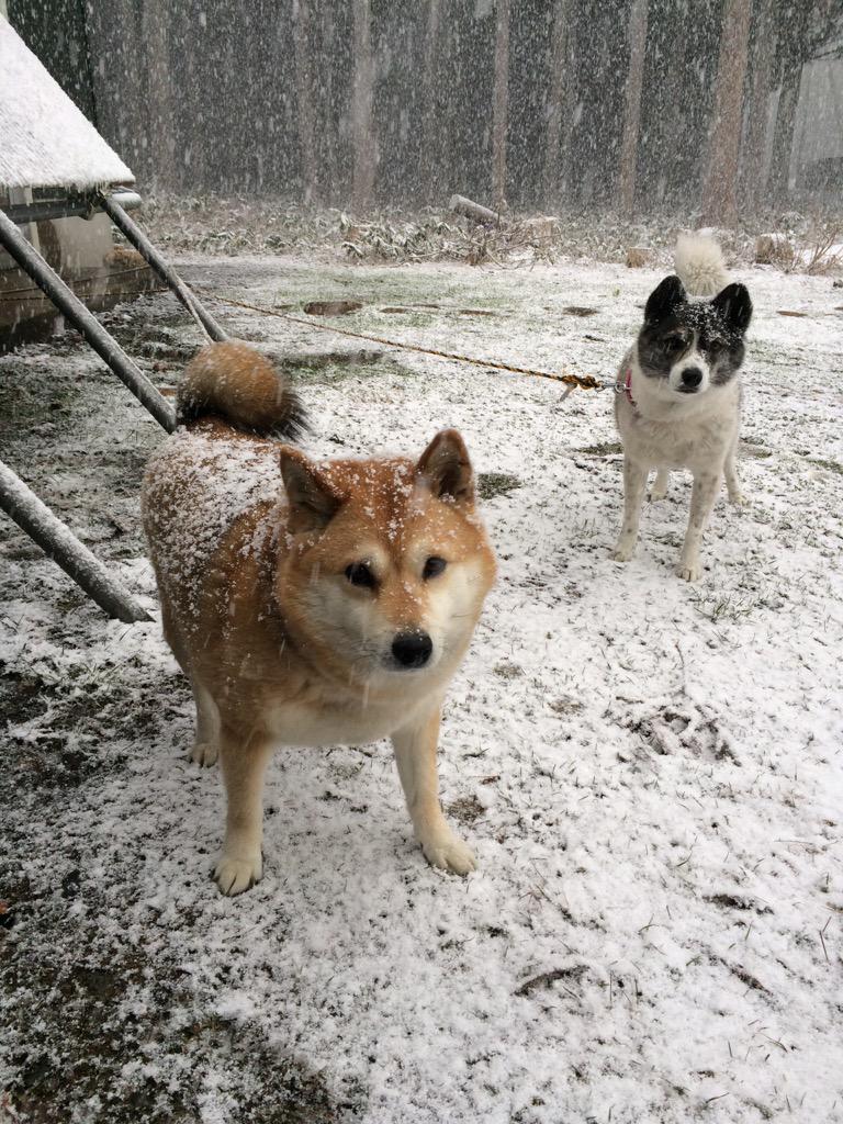 Twitterで大人気の柴犬 ムーコにメロメロにされるまとめ Togetter Twitterで大人気の柴犬 ムーコにメロメロにされるまとめ Togetter