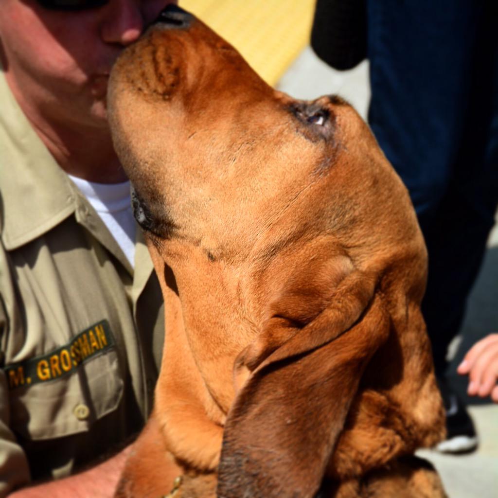 vcsark9's tweet image. Today K9&apos;s Dino &amp;amp; Roscoe got to show their skills at the #barkforlife event in Simi Valley. #vcsheriff #vcsark9 #K9