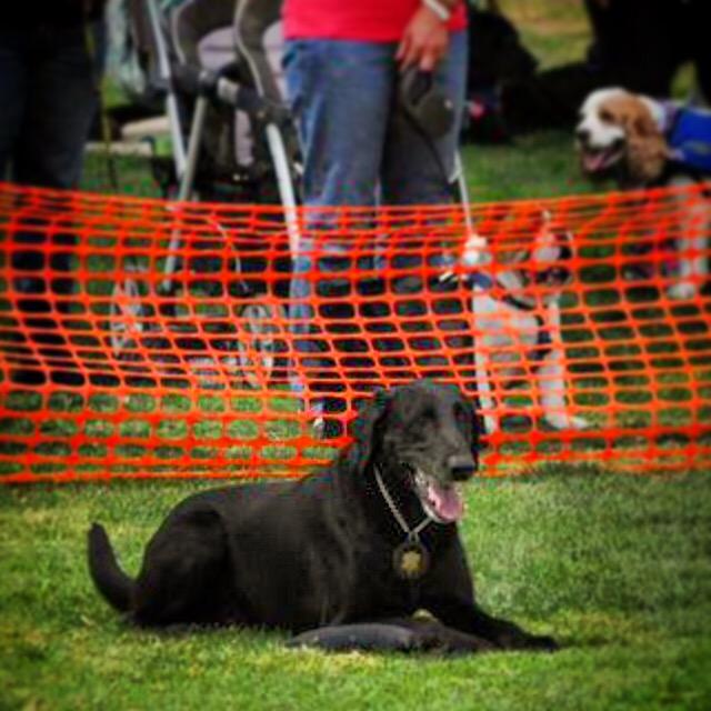 vcsark9's tweet image. Today K9&apos;s Dino &amp;amp; Roscoe got to show their skills at the #barkforlife event in Simi Valley. #vcsheriff #vcsark9 #K9