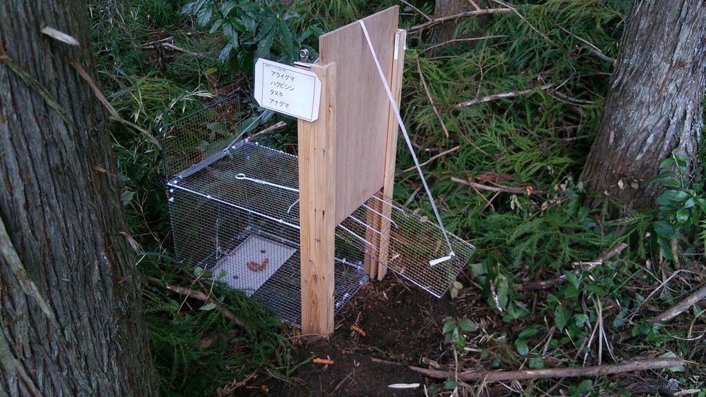 Ogawa 狩猟 養蜂シェアリング בטוויטר 小動物用自作箱罠 ネズミが多いので ネズミ捕り粘着シートを置いて ネズミ 喰らおうとタヌキやらが粘着シートを持ち上げると罠が作動する仕組み 近くをイノシシ一家が通っているので ウリボウがこの罠で獲れないか試してみ
