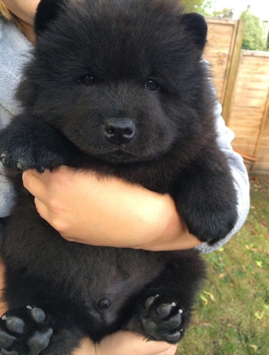 Bear or puppy? Why not both!