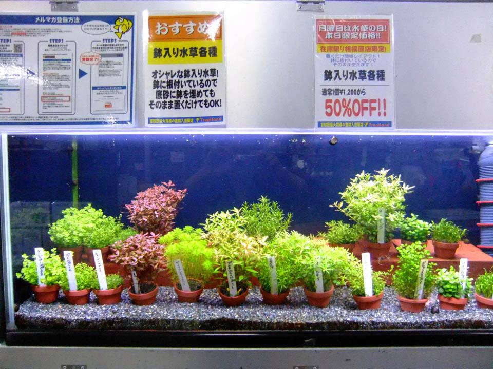 トロピランド相模原店 月曜日は水草の日 です 本日はアヌビアスナナプチや 鉢植え水草が表示価格より30 Offです 他にもブリクサショートリーフやエキノドルステネルスなどもお買い得になってます Http T Co Ekzxecoot5 トロピランド相模原店 月曜日は水草の日 です 本日はアヌビアスナナプチや 鉢植え水草が表示価格より30 Offです 他にもブリクサショートリーフやエキノドルステネルスなどもお買い得になってます Http T Co Ekzxecoot5