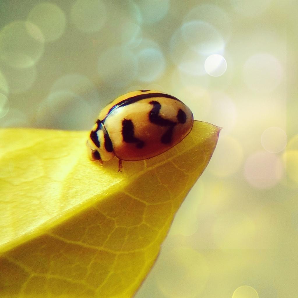 kaushva's tweet photo. #bug
@lumia @LumiaUS @LumiaPureView @LumiaUK @WindowsInd @Connects #sotw #soml #lumialove #lci #nban #macro #L535 http://t.co/YWewJ8Rdvw