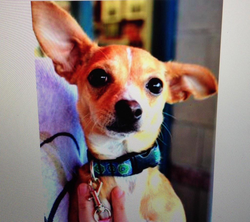 kix33's tweet photo. #puppieson7 http://t.co/d7EbKxpidv