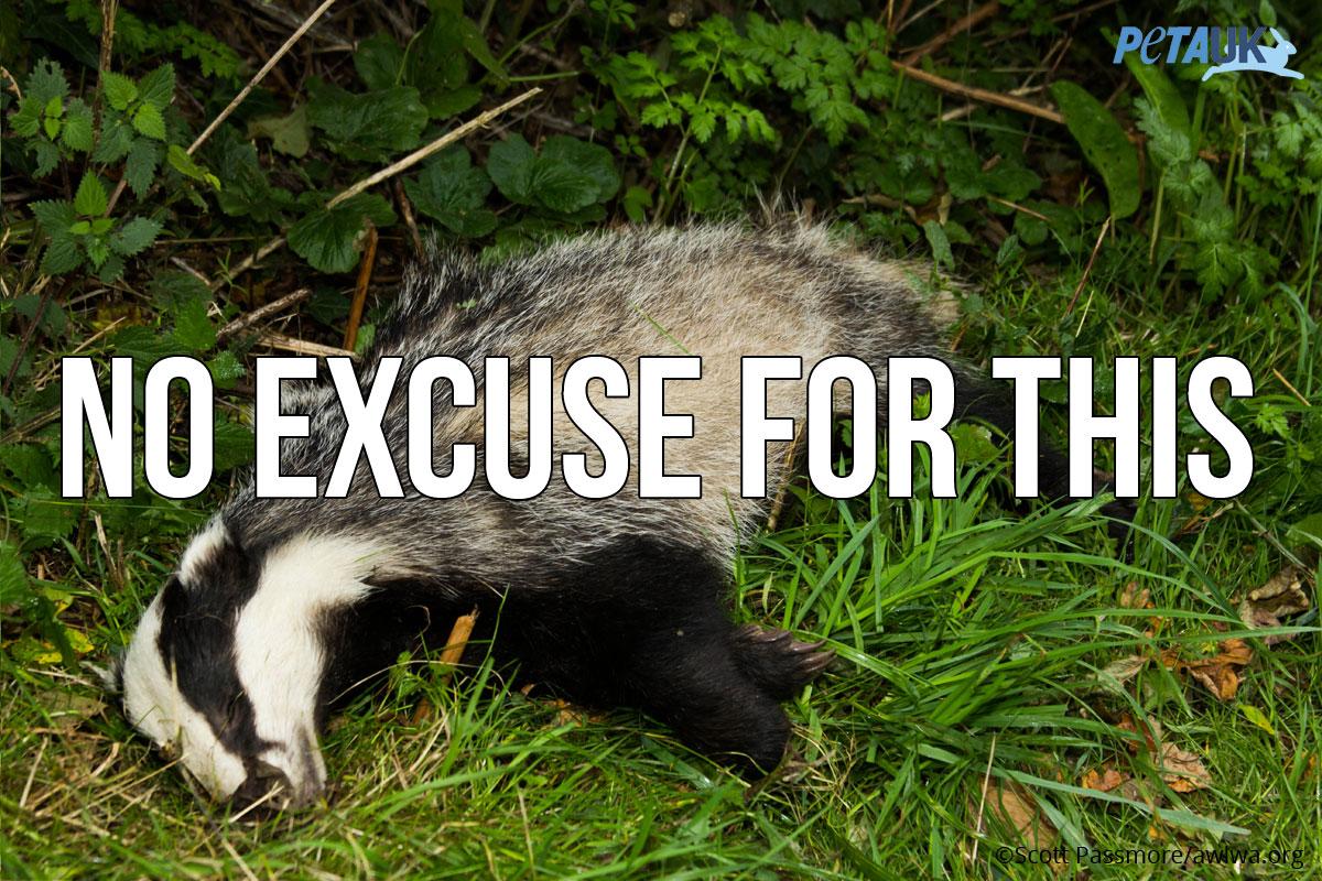 PETAUK's tweet photo. Culling badgers is barbaric and misguided.

RT if you agree! #stopthebadgercull #badgermonday #TeamBadger http://t.co/LKNJxainJP