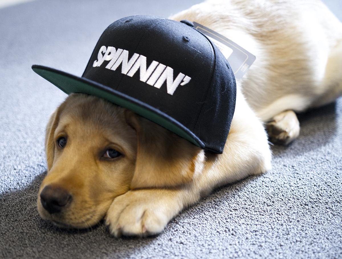 SpinninRecords's tweet image. Morning! We feel like giving away some snapbacks! Simply retweet this picture for your chance to win, good luck!