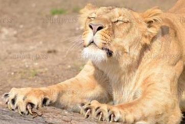 Today with morning meditation Kivu in the Sun in Usti nad Labem Zoo. Photos in service VIA <a href="/actionpressde/">action press</a>