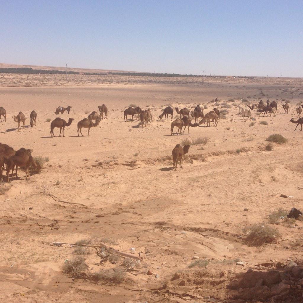 Amazing #biskra #SIDAB2015 @ABBCUK