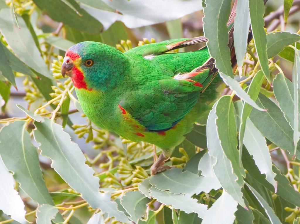 Mister_Spoon's tweet image. Threat to #SwiftParrots as Tasmanian gov&apos;t ignore advice &amp;amp; allow logging gu.com/p/46z67/stw @extinctsymbol #Birds