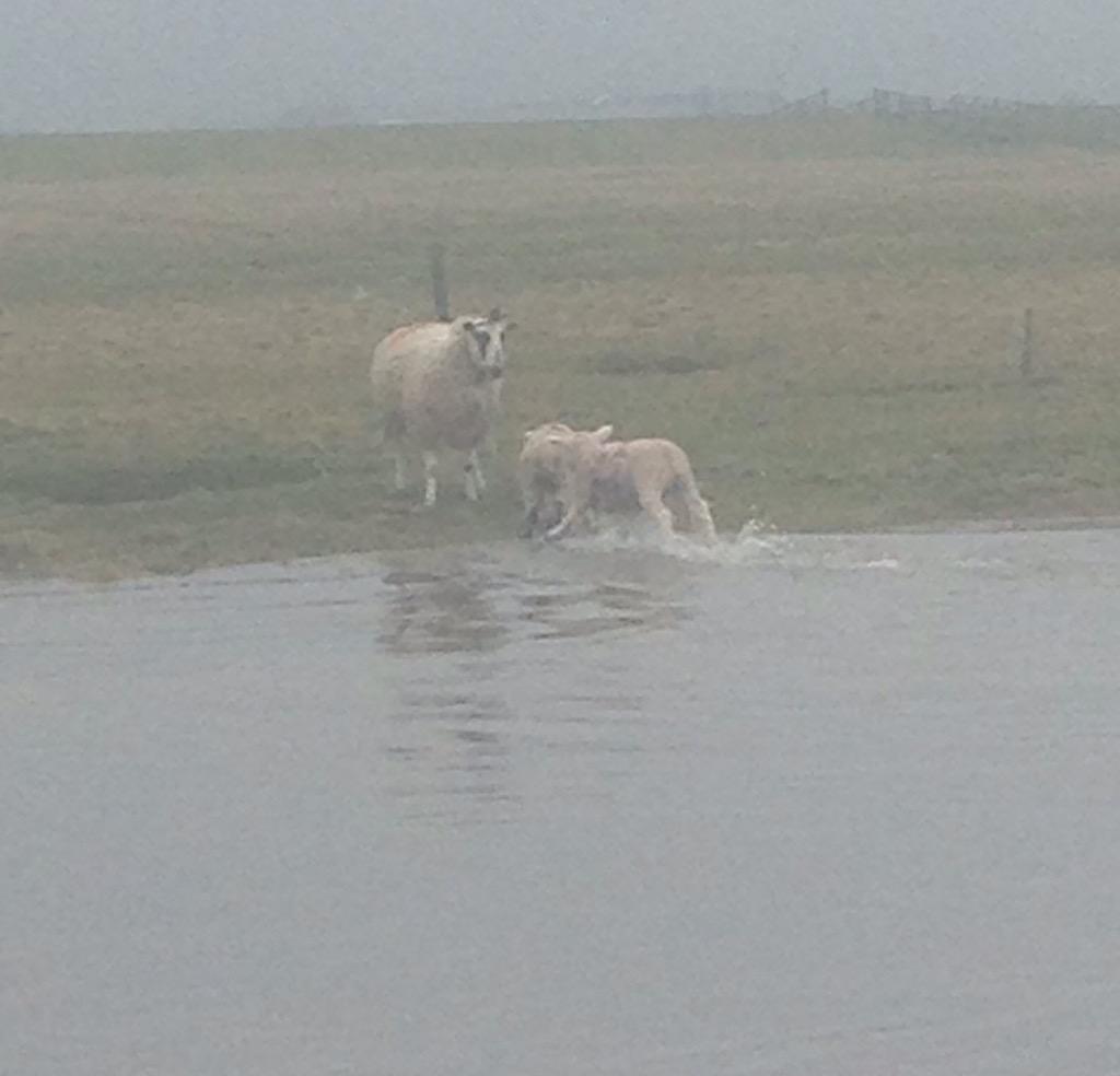 Teach them to swim young at foulshaw #saltmarshlamb #springtides