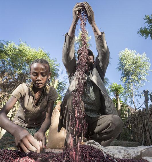 GMWatch's tweet image. Privatising seed means debt &amp;amp; dependency: @gatesfoundation – stop helping takeover of Africa’s food! #freetheseeds