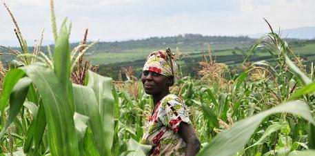 GMWatch's tweet image. Corporations meeting to increase control of global seeds - it&apos;s happening NOW! opendemocracy.net/ian-fitzpatric… #FreeTheSeeds