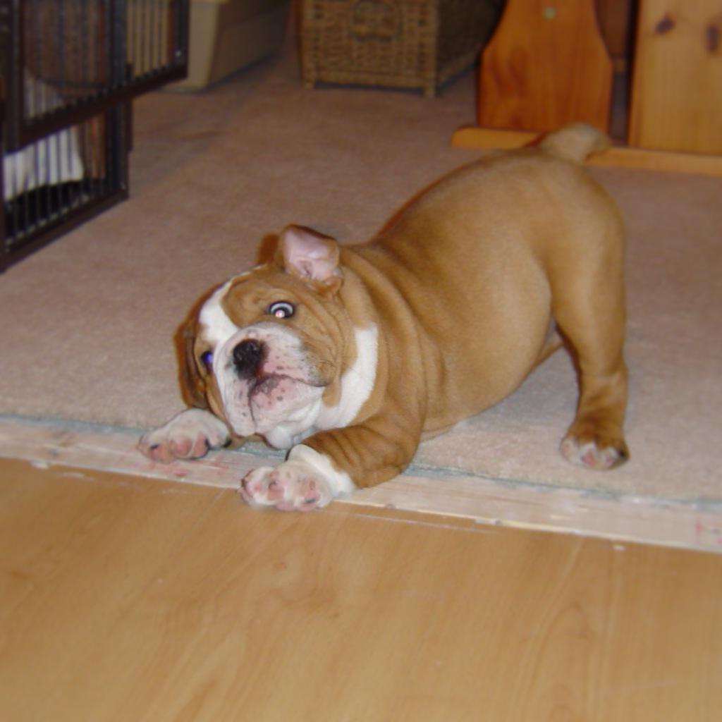 cambridgepets's tweet photo. Happy #NationalPuppyDay from George and Alfie! #BritishBulldog http://t.co/SQWTJ6Vfcy