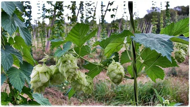 El lúpulo esta compuesto por la lupulina, el ingrediente que aporta a la cerveza su sabor amargo y los aromas propios