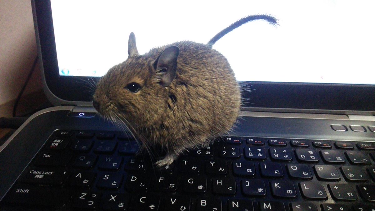 牛沢 Auf Twitter こいつが邪魔するからラジオのメール選びがはかどらない Http T Co 3bblsajlyw 牛沢 Auf Twitter こいつが邪魔するからラジオのメール選びがはかどらない Http T Co 3bblsajlyw