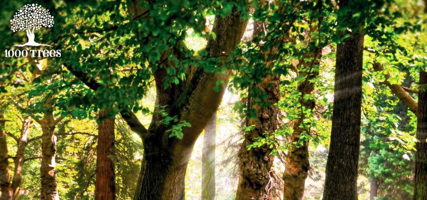 1000trees tweet media