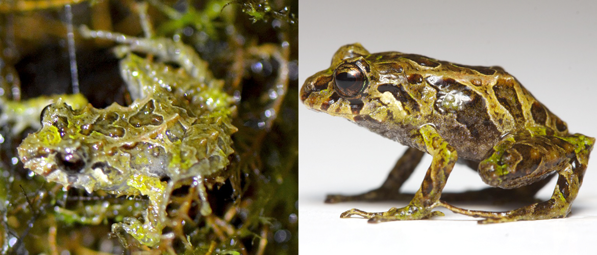 Amazing new species discovered in #Ecuador: shape-shifting #PunkRockFrog! bit.ly/punkfrog via <a href="/amphibiansorg/">Amphibian Survival Alliance</a>