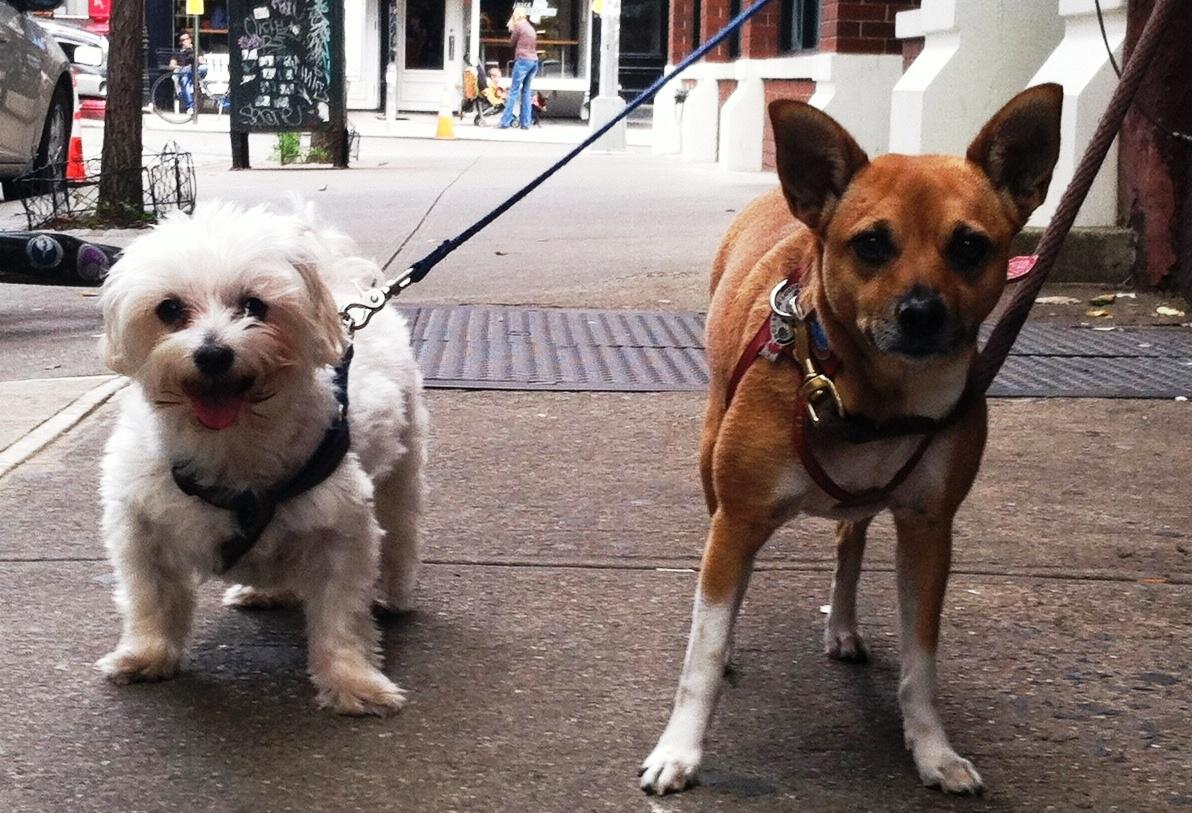 It's Monday, don't forget to be #awesome #dogsoftwitter #NYC