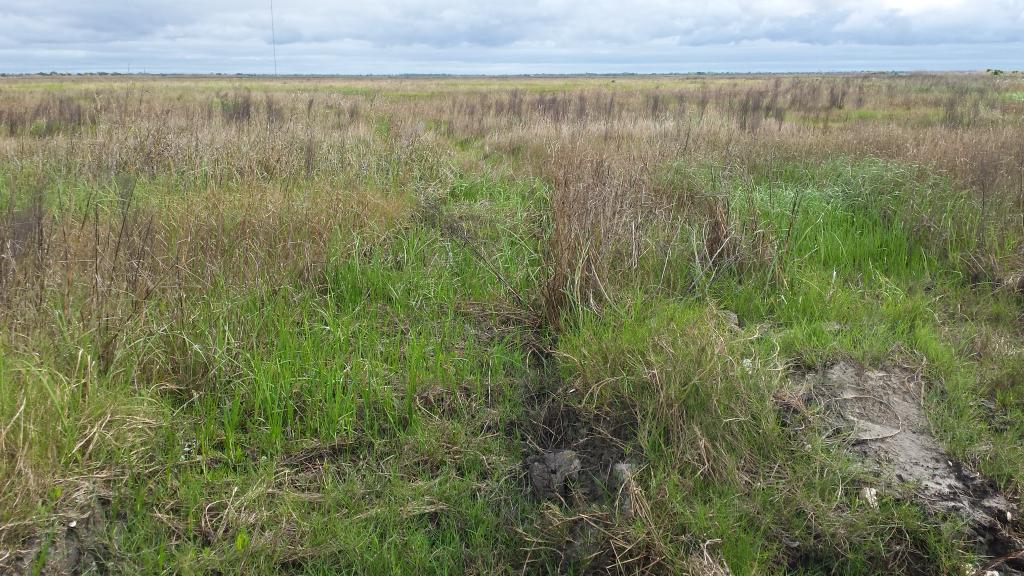Erik_I_Johnson's tweet photo. New #marshcreation at Lake Hermitage supporting Mottled Ducks and Marsh Wrens! #coastalrestoration #windyashell http://t.co/jKWg7UO16k
