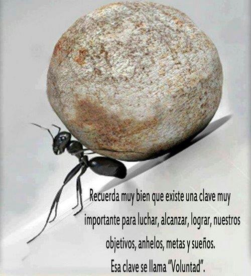ChisPisto's tweet photo. Recuerda, la clave está en nuestra voluntad... #FelízDía http://t.co/PPym36OeDT