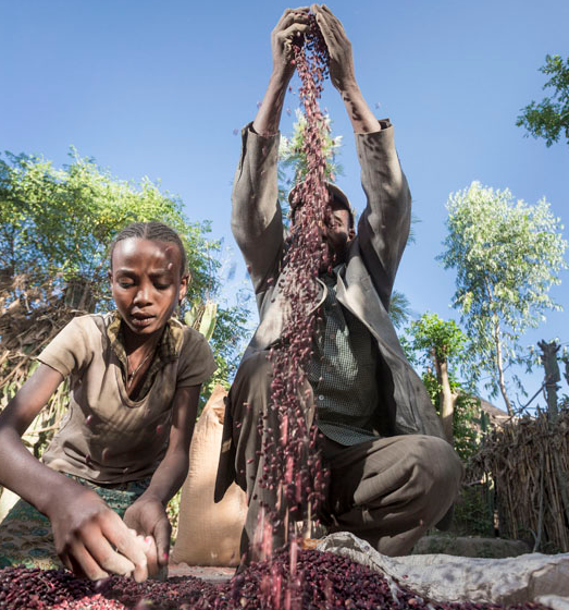 farmsnotfactory's tweet image. Small farmers in Africa need seeds free from corporate control. @gatesfoundation - #freetheseeds