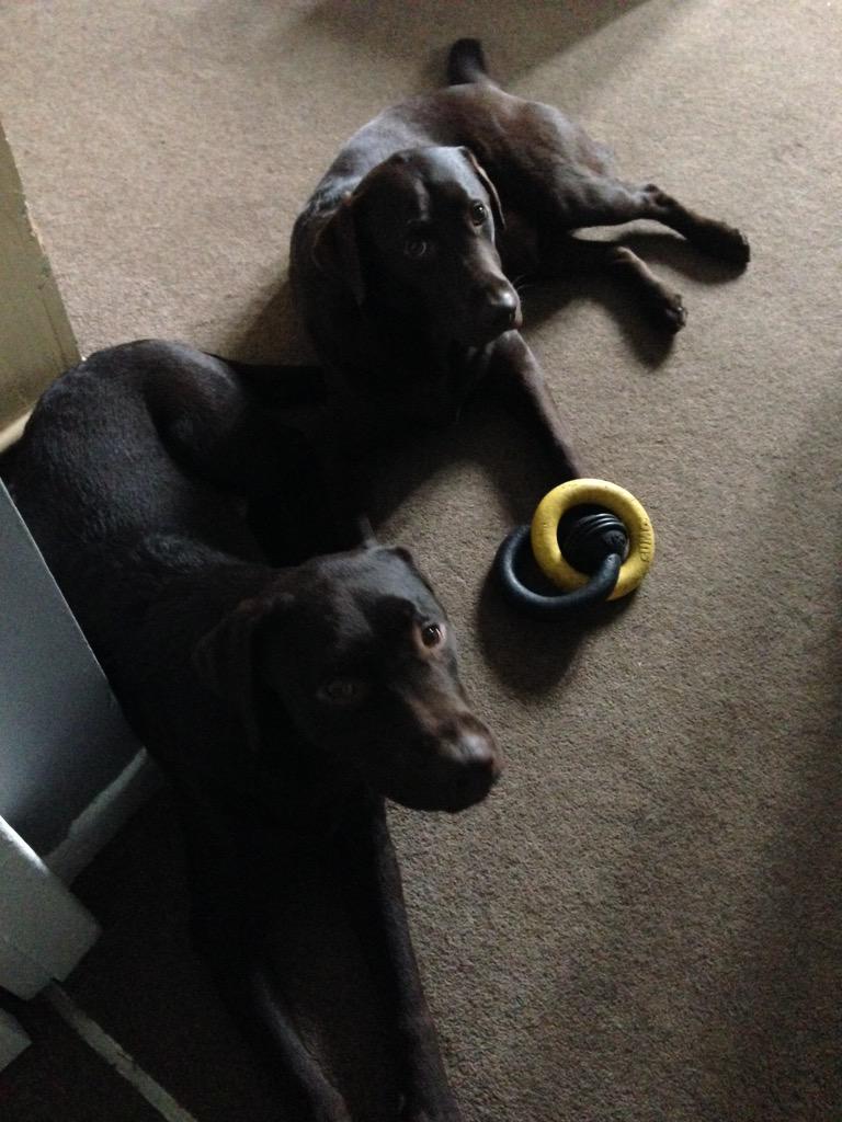 Made it to Bristol :-) look at my buddies until I have a job #Bristol #needajob #job #dogs #chocolate #labradors