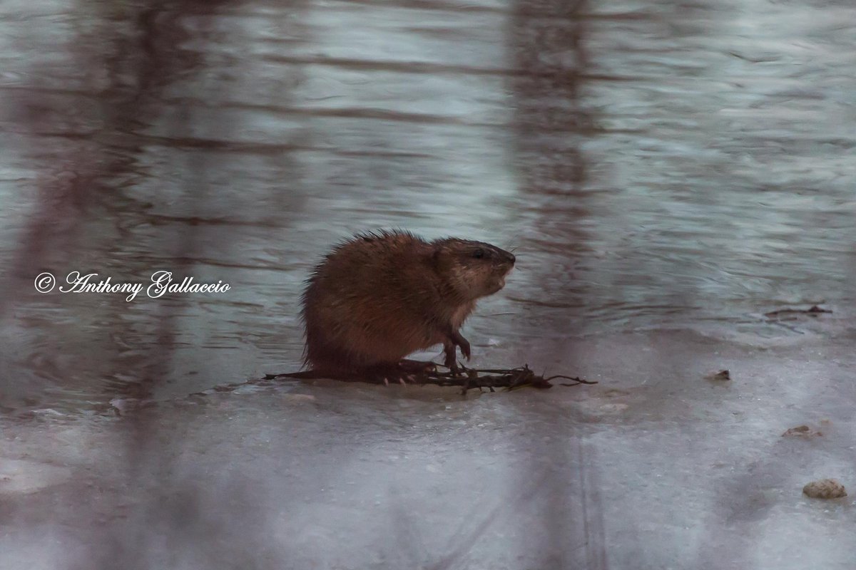 A_Gallaccio's tweet photo. This #BeaverKit briefly displayed its teeth while eating along the #WellandRiver http://t.co/D90Xir6Lni