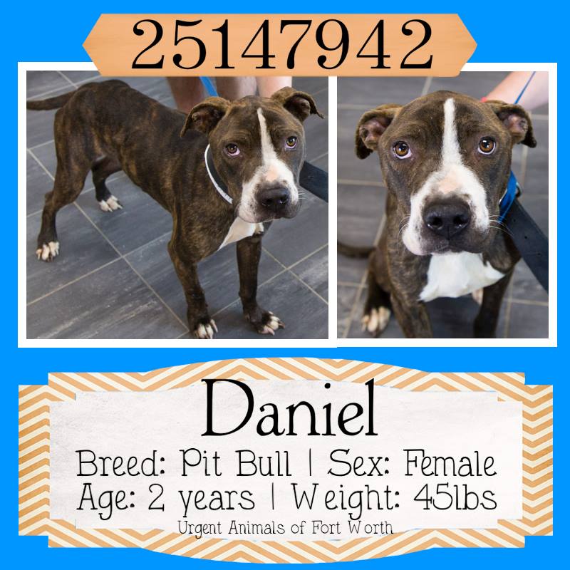 saveallanimals2's tweet photo. **#FortWorth, #TX**CURRENT STATUS: #Urgent - can be euthanized at any time**https://t.co/NQlnzJjWyA  #adopt #rescue http://t.co/kD3gi2z6TF