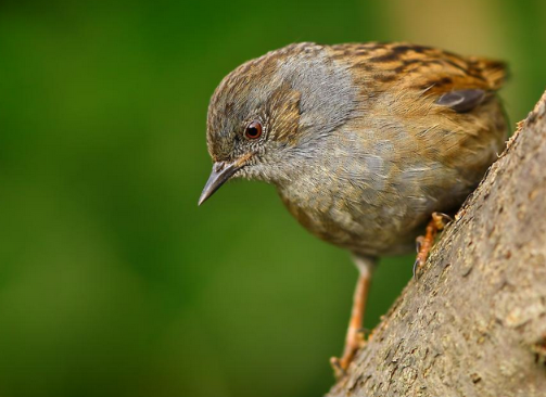 pixo's tweet photo. #Birds of a feather http://t.co/nwCwOhQE2j  #nature #Pixo #trivia http://t.co/352sRAFEu3
