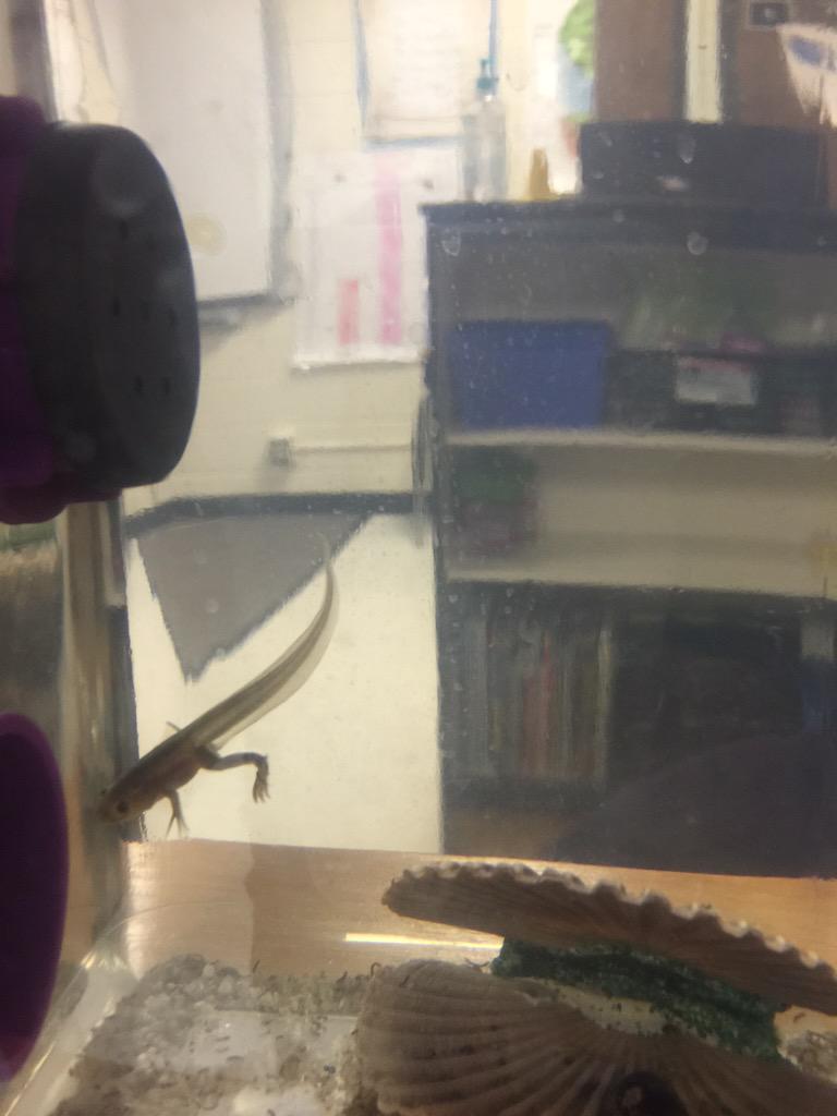 hocking214's tweet photo. "Wow! He really looks like a frog with a tail!" "Check out his webbed feet!" #growafrog @lonniebnelson ๐ธ๐ธ http://t.co/hUD4pFkwTR