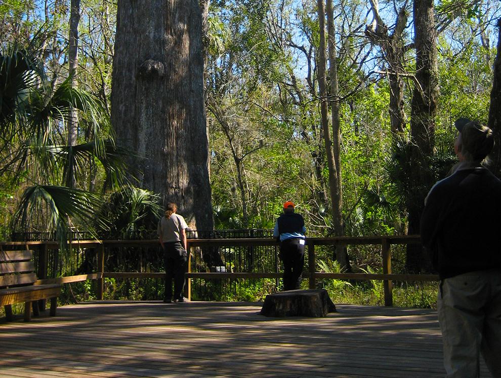 LiveWellDoctors's tweet image. Make sure you sweat today! Try hiking #BigTreePark &amp;amp; see Lady Liberty. bit.ly/1N1TvUM by @floridahikes