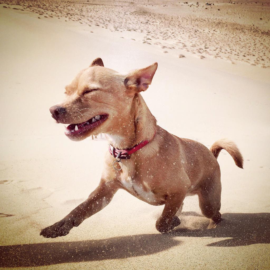 Luna my 6 month puppy on sand dunes in Death Valley #NationalPuppyDay