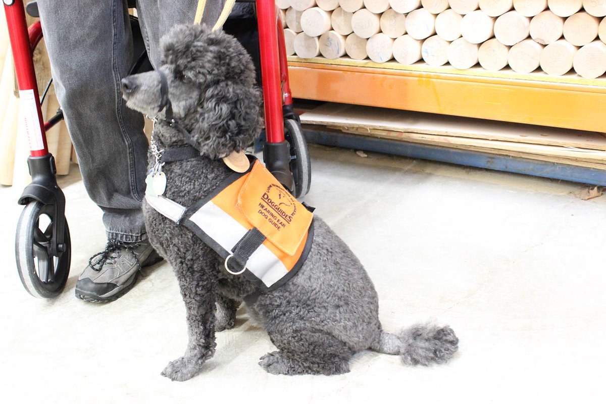 SamBatCorp's tweet image. Happy National Puppy Day. This is our friend Bert. #supportguidedogs
Read his story here sambat.com/news/unlikely-…