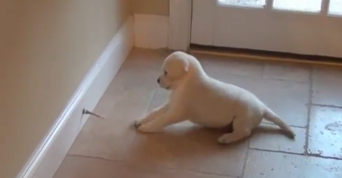funnyordie's tweet photo. Happy #NationalPuppyDay! Here's a puppy ferociously battling a doorstop: http://t.co/gcVFvbfcQO http://t.co/MceZp3xAOZ