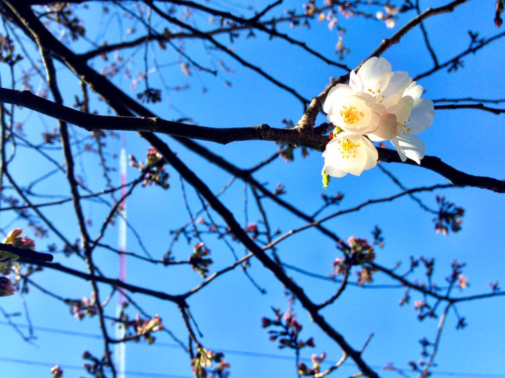 TimBuckleyWX's tweet photo. Just one early blooming cherry blossom here at @WFMY. #GotSpring http://t.co/0Pda0NRKS0