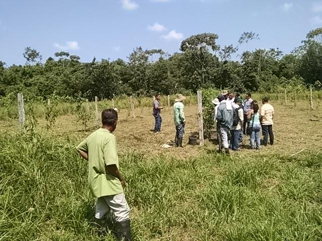 InnovaSemillas's tweet photo. @SachaCoopCol @DiegoFdo2014 importante ensayo de Sacha Inchi en Sabana de Torres http://t.co/lCKRR6fV3W