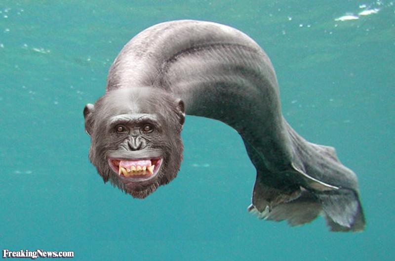 жаброногие рачки артемия салина. ракообразные артемия салина. как выглядят морские обезьянки. рачки обезьянки. креветки артемия салина.