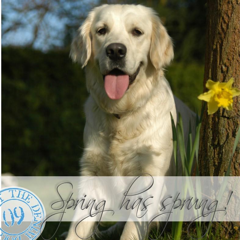 TheDenimDog's tweet image. #Dogs love #spring #runfreefurryfriends