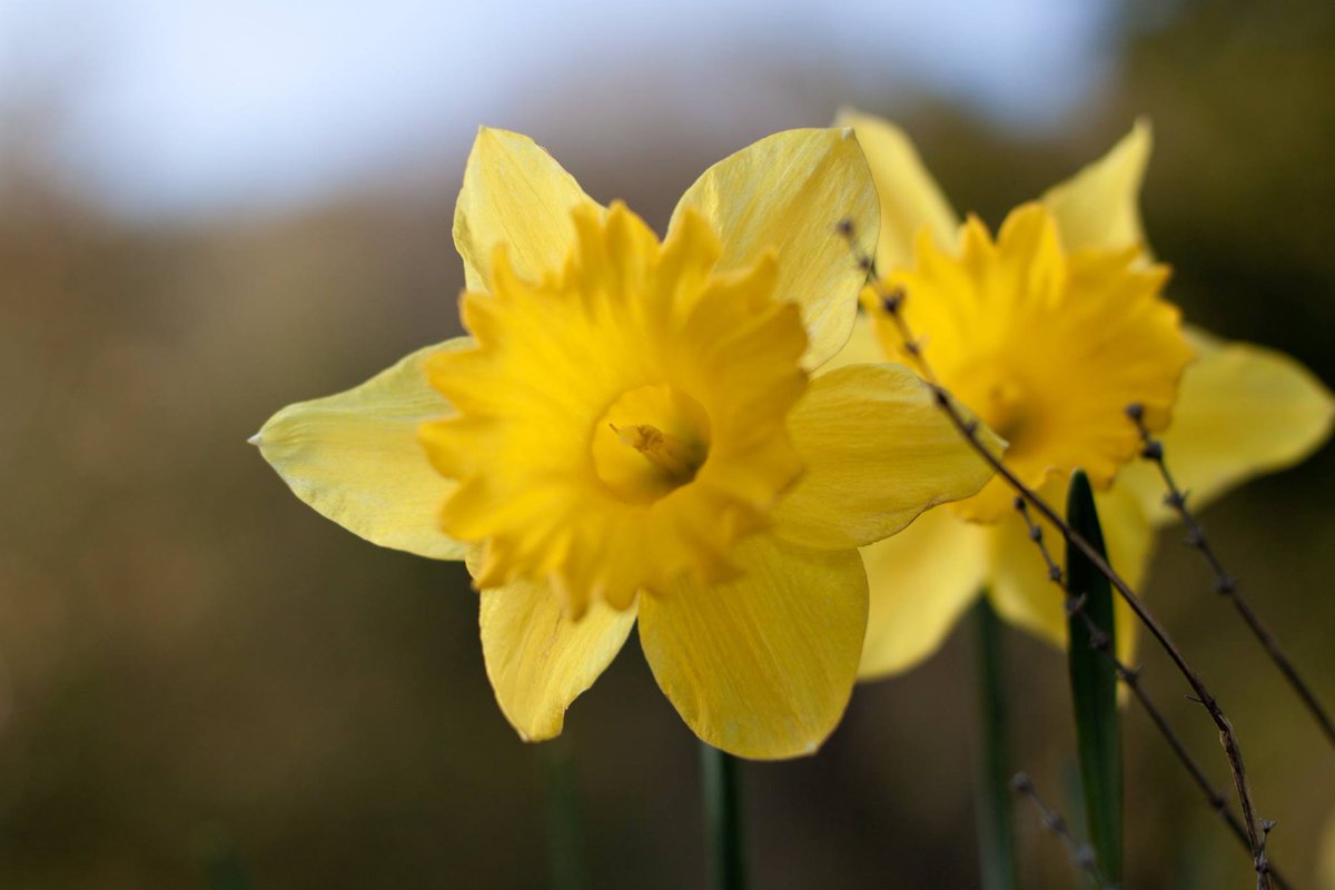 Easter Lunch at Hillside Restaurant - Sunday the 5th of April.
 hillsideventnor.co.uk/to-know/2015/4…