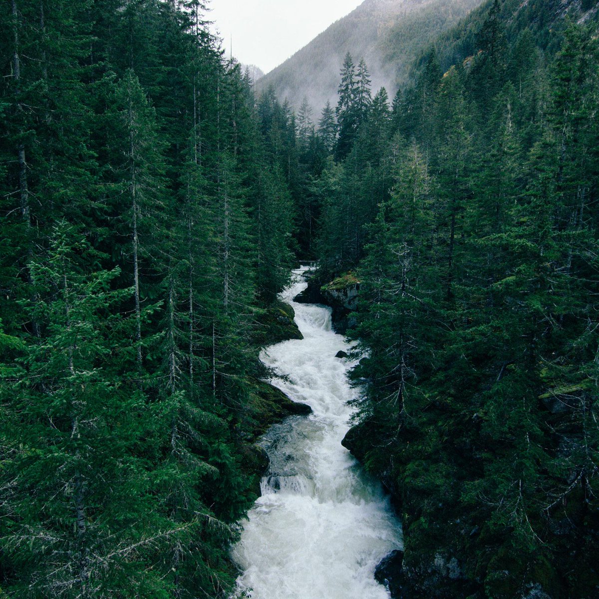 wazeemotion's tweet image. A little Monday morning stoke for you from Hamma Hamma creek, Olympic Peninsula. #PNW #northwestisbest