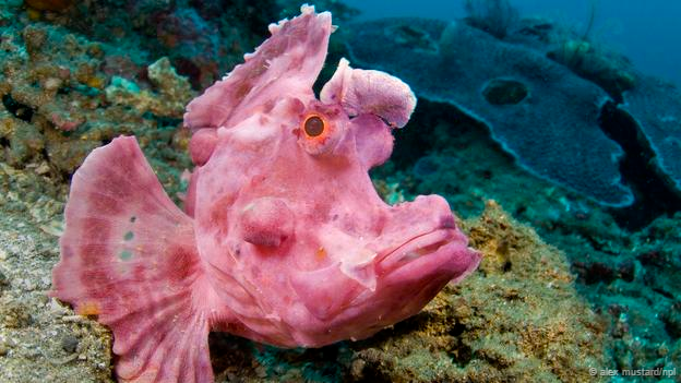 AtomicAquatics's tweet photo. RT @SCUBANews: Photo quiz - do you know what this is? http://t.co/vMbfgoALvQ #scuba http://t.co/f2MdETV0p5