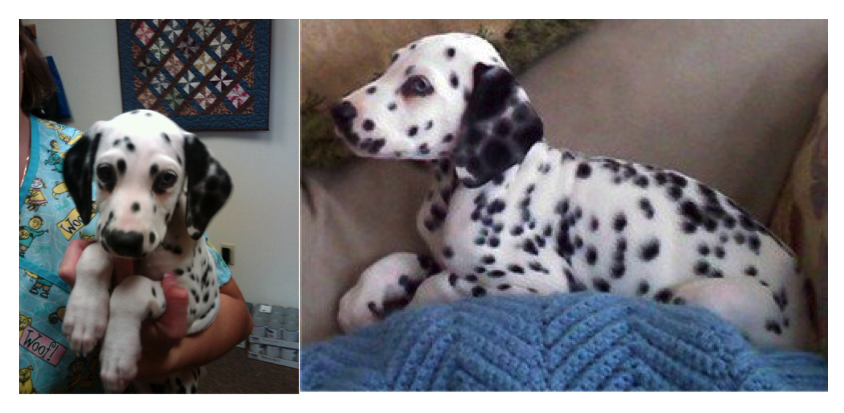 Adopt A Spot tweet media