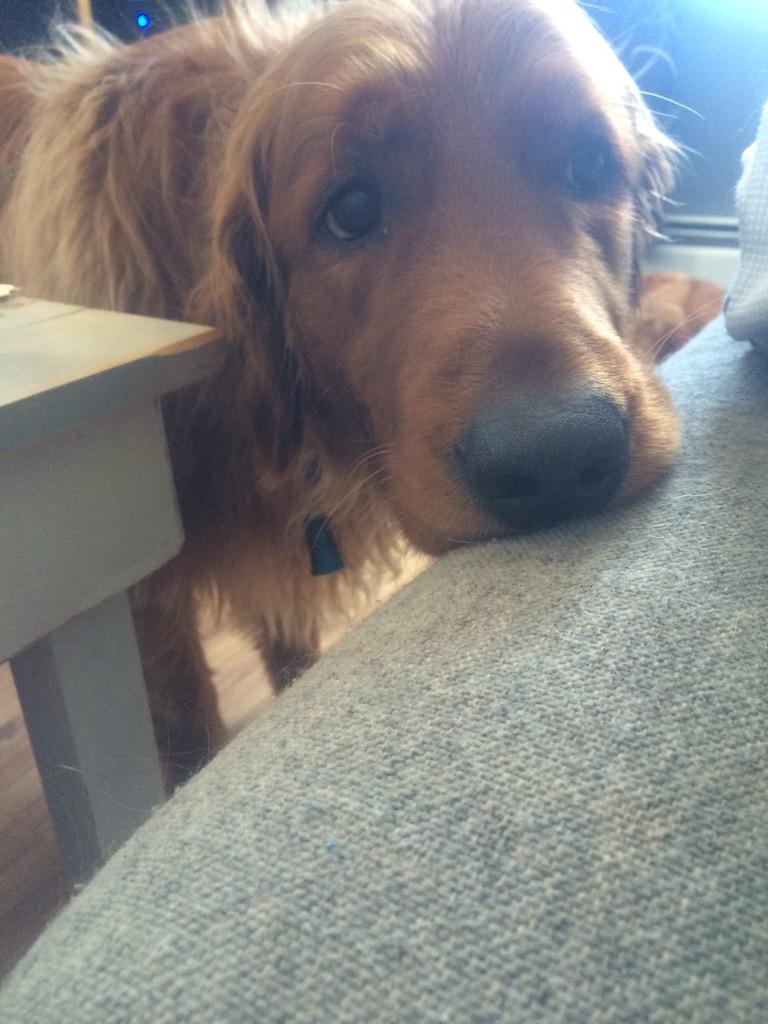 DrewjArsenault's tweet photo. I'm not the only one sick of snow days #sadtriever #cantsayno http://t.co/Mwt29Hxs5m