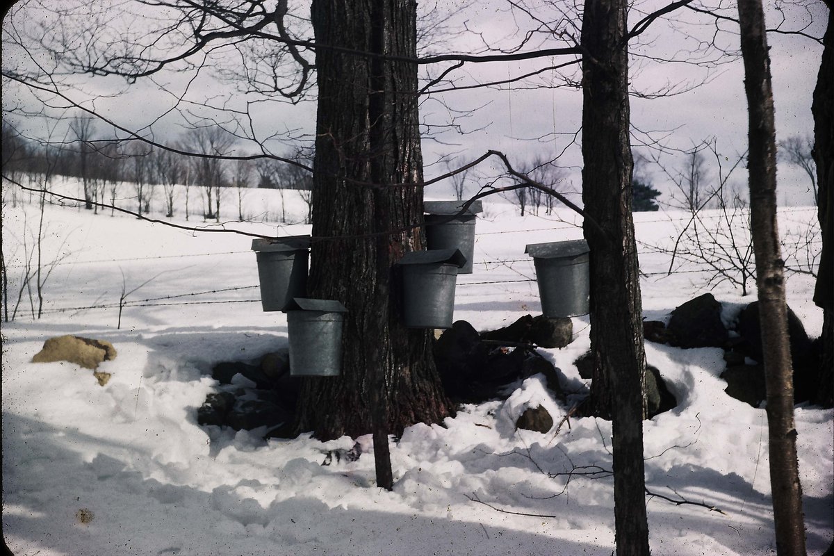 OnPointRadio's tweet image. Great news: IT'S SUGARING SEASON! wbur.fm/P5yqQZ