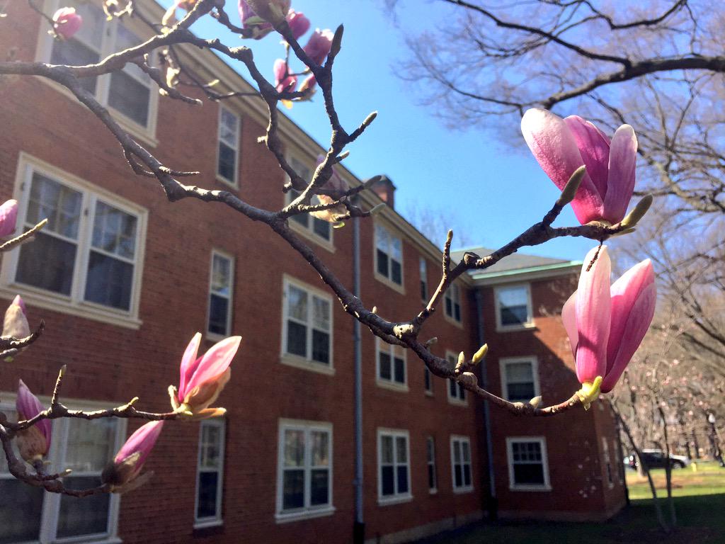 WakeForest's tweet image. #SpringInTheForest