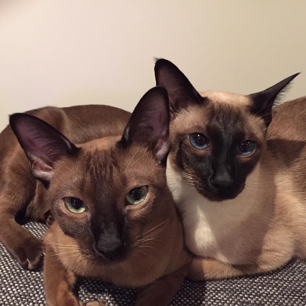 JenniMercer's tweet photo. #7 on difficult days need to dig deeper for gratitude. So today its my cats who melt away the day #gratefulinApril http://t.co/QU3ipTz7aT