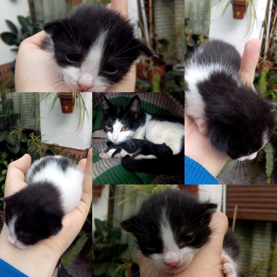 franencinasFEB's tweet photo. Regalo gato y gata muy bien cuidados,  el más blanco hembra y el más negro macho. Interesados por privado, RT please. http://t.co/FDJoYuJrIL