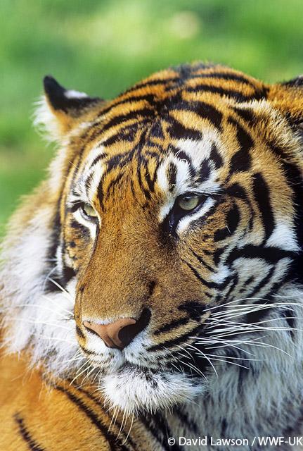 whiskas_uk's tweet photo. Help #ProtectATiger by texting TIGER to 70123 today to donate £5 to @WWF_UK. Let's save the big cats! http://t.co/izIy7kIsNj