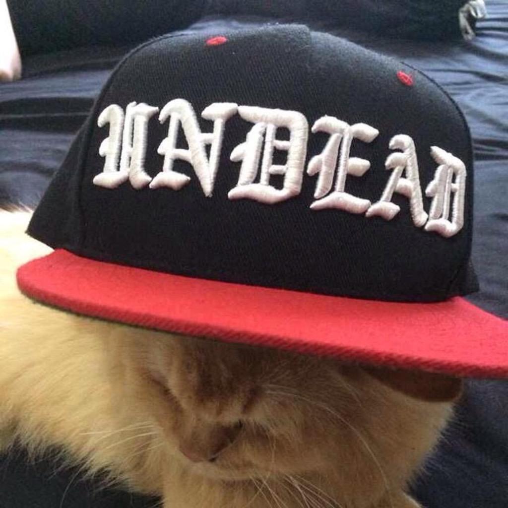 Daily Merch tweet media